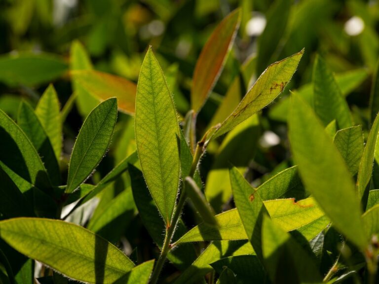 Curating Fresh Scents: Green Tea Lemongrass & Morning Dew - minimalist green tea lemongrass