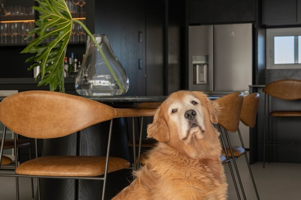 Essential Oils Safe for Dogs: Curating a Clean Sanctuary - minimalist home dog essential oil diffuser